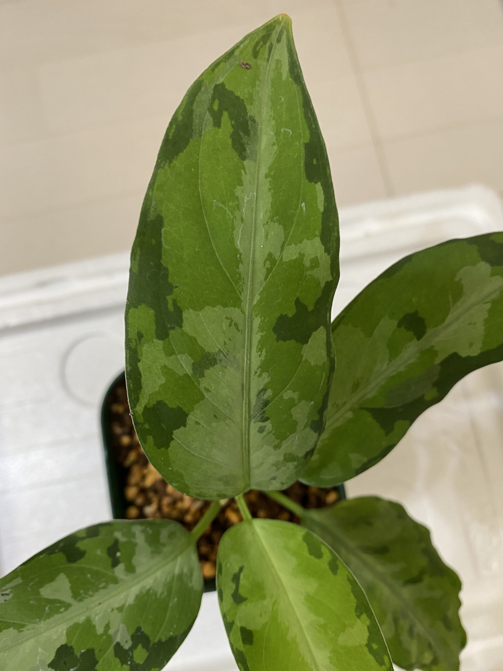 LA便Aglaonema pictum tricolor “Endor”【LA0915-03】ネームド |  凡人会社員が葉っぱ育てて人生180度変えた観葉植物日記